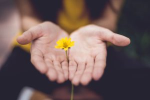 Yellow flower in woman's hands